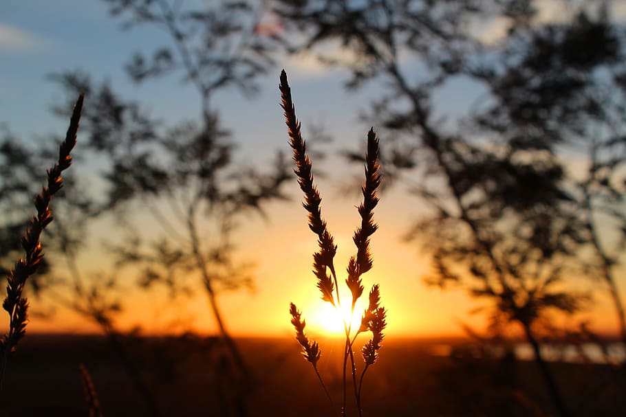 silhouette of grass, sun, sunset, dusk, sunrise, dawn, seed HD wallpaper