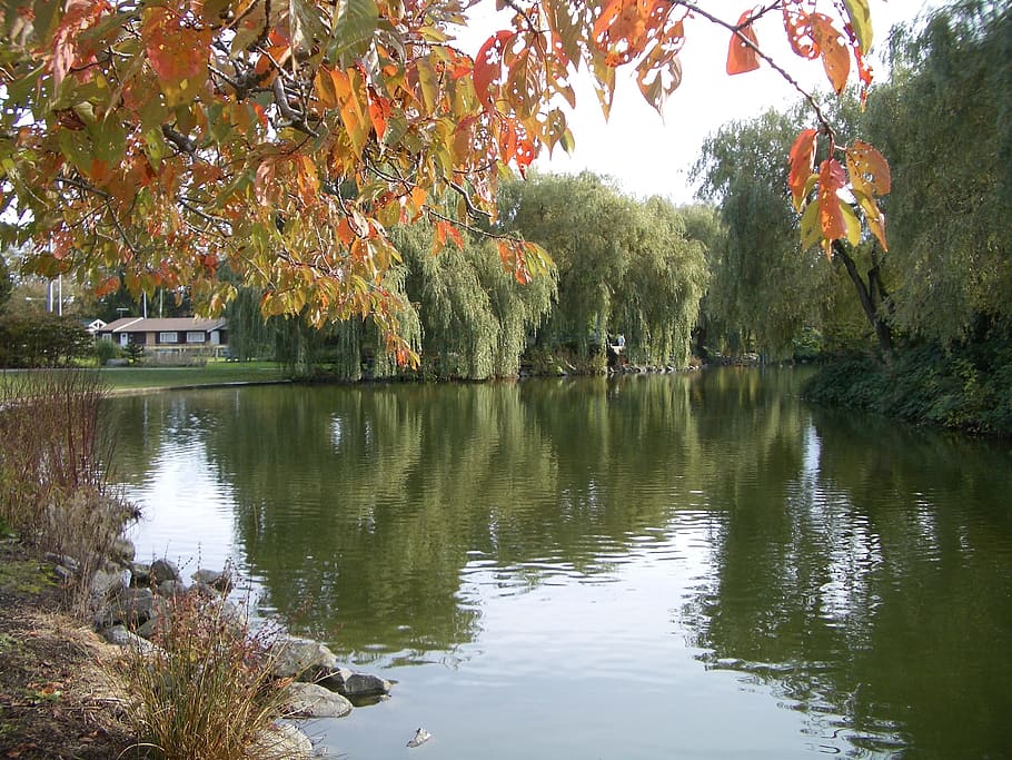 lake, water, maple leaf, park, fall, autumn, trees, colorful HD wallpaper