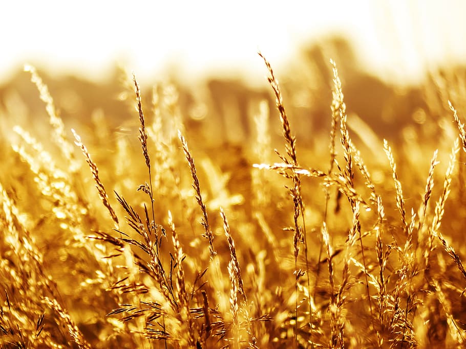 selective focus photography of plants, Summer, Grass, Grasses, HD wallpaper