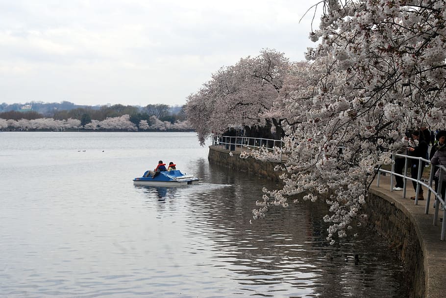 Blossom, Flowers, Cherry, Tree, Tidal, basin, washington, festival HD wallpaper