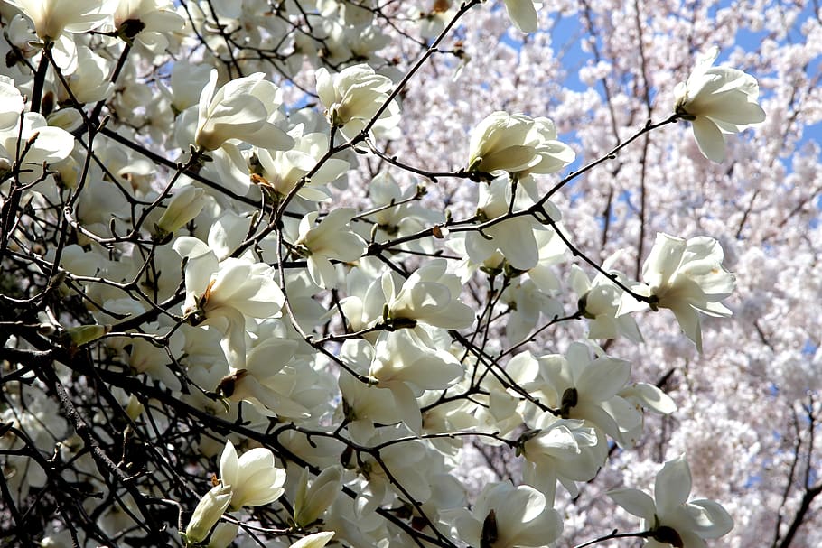 flower road, nature, spring, fragility, vulnerability, plant HD wallpaper