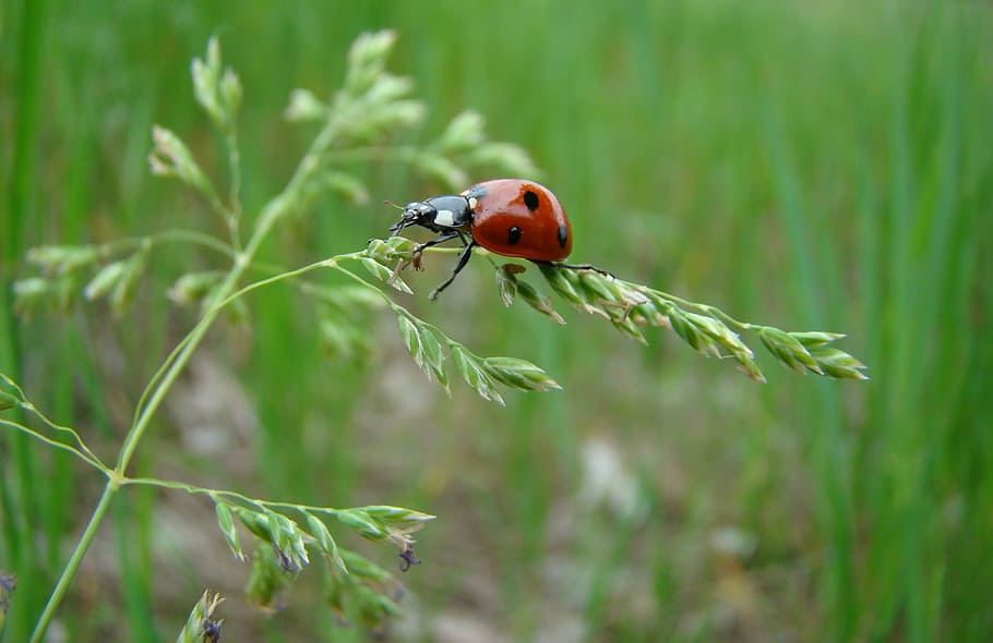 selective focus photography of a ladybug on green leaf plant HD wallpaper