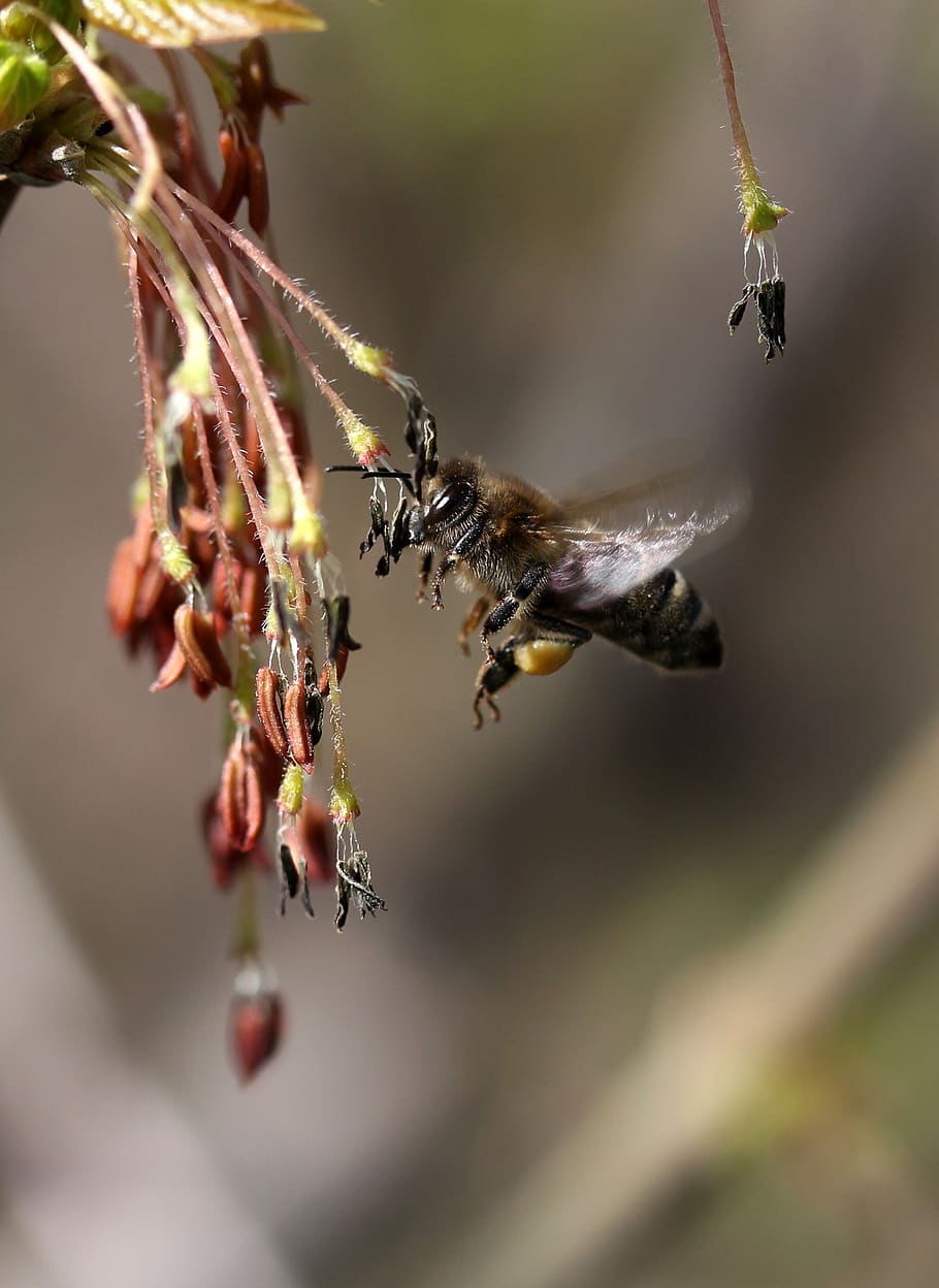 bee, flight, pollination, insecta, nature, spring, animal themes HD wallpaper