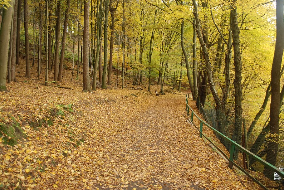 autumn, forest, trees, leaves, land, plant, tranquility, beauty in nature HD wallpaper