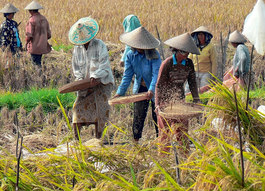 group of farmers standing on rice field during daytime, indonesia