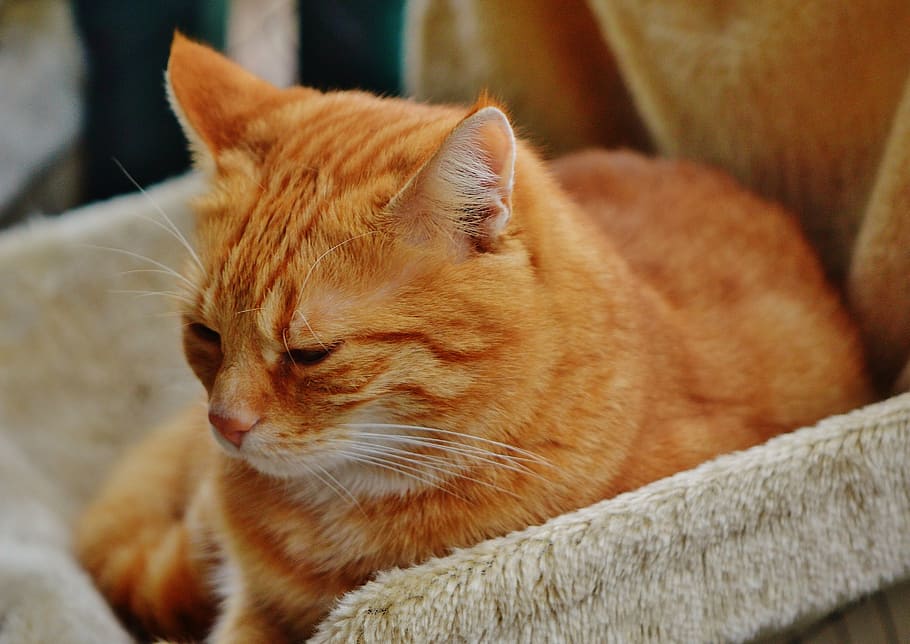 cat, red, cute, mackerel, tiger, sweet, cuddly, animal, domestic cat HD wallpaper