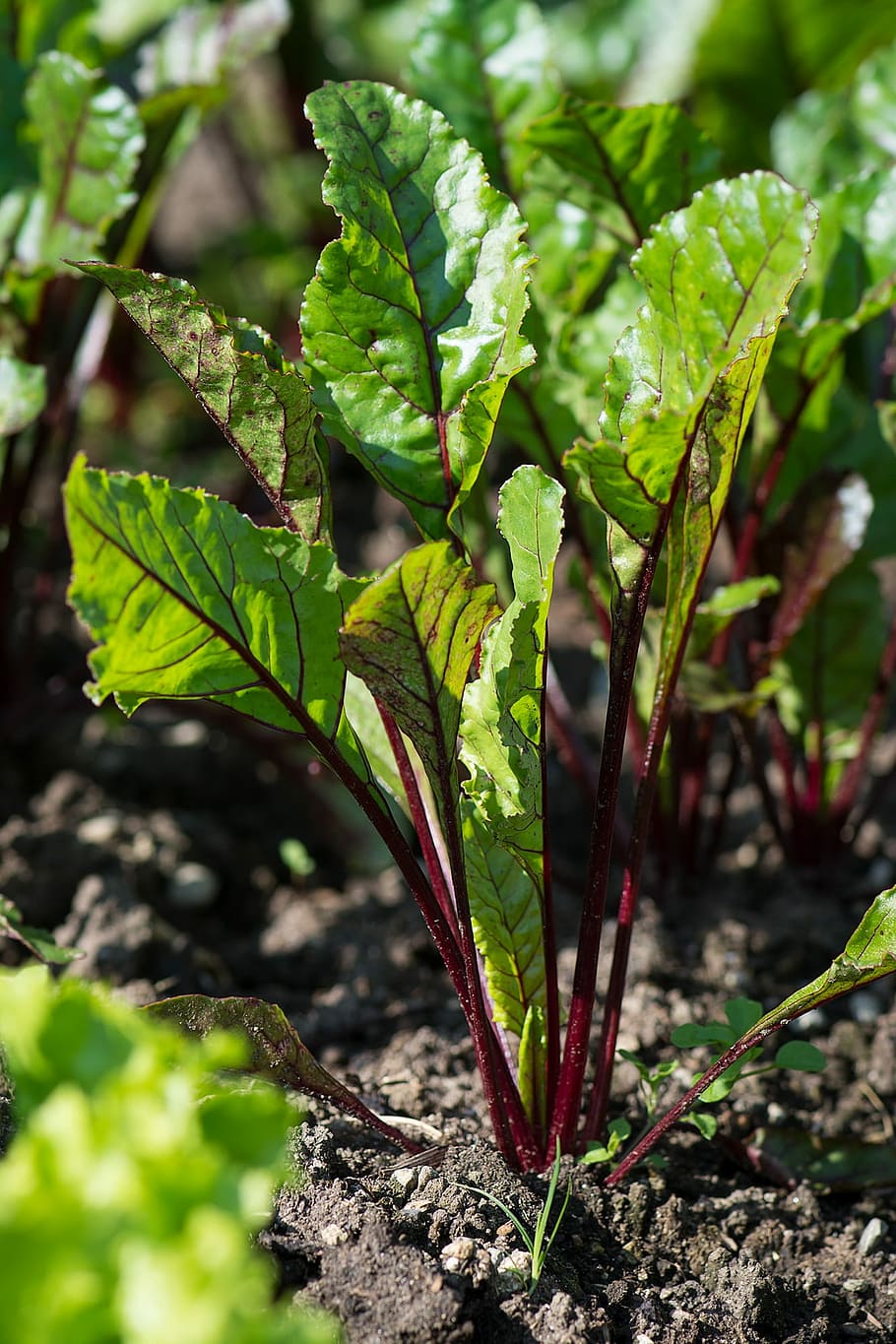 Beetroot, Edge, Foxtail, Plant, the edge, foxtail plant, garden HD wallpaper