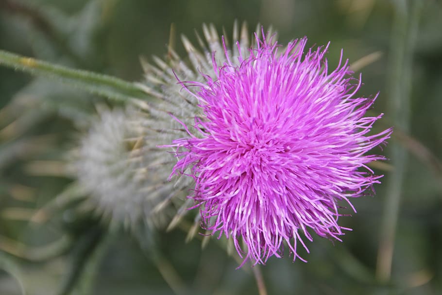 flower, thistle, purple, prickly, plant, flowering plant, beauty in nature HD wallpaper