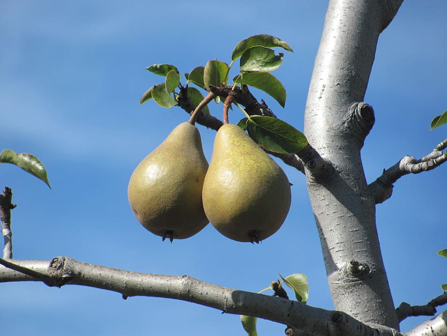 fruits, pears, healthy eating, tree, plant, food and drink HD wallpaper