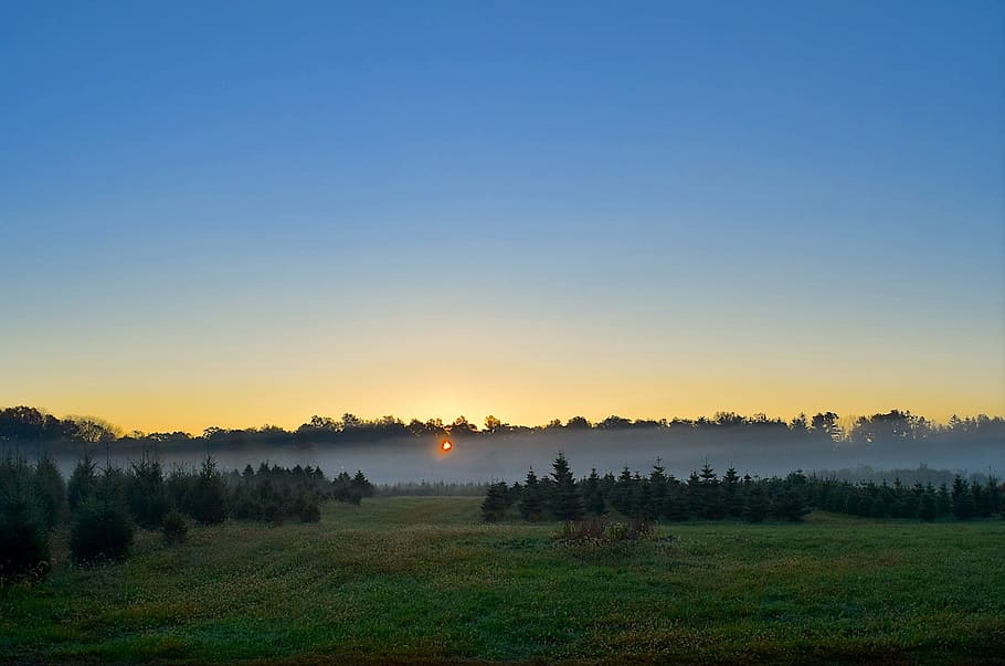 sunrise, mist, field, trees, nature, landscape, fog, morning HD wallpaper