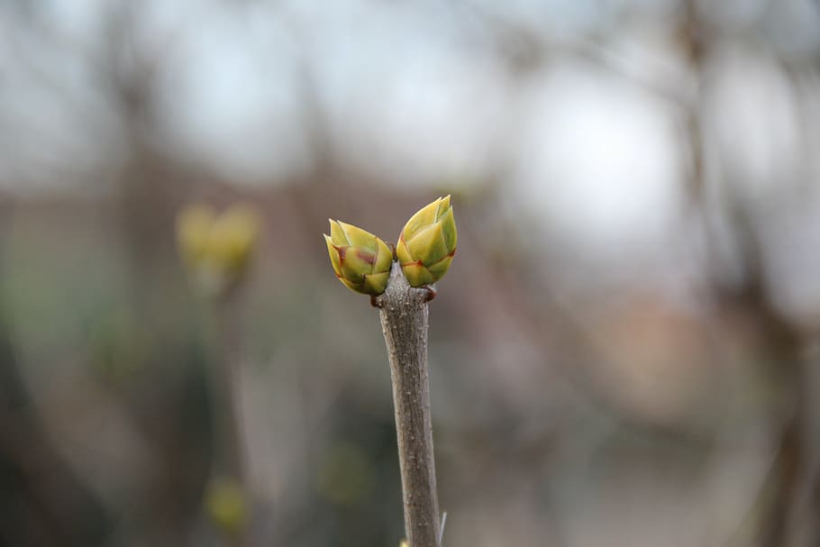 spring, bud, shoots, plant, flower, close-up, growth, beauty in nature HD wallpaper