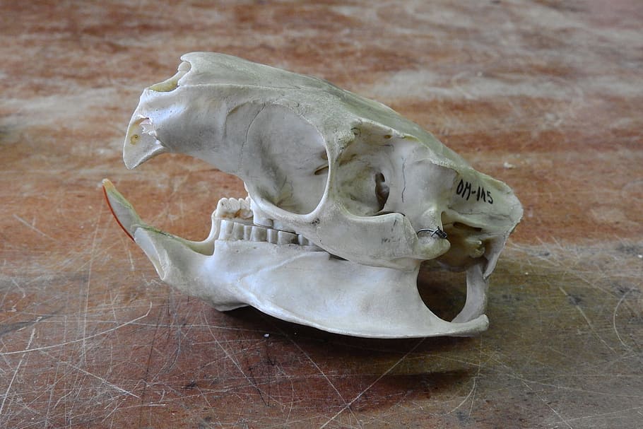 Skull, Skeleton, Teeth, Anatomy, Jaw, animal skull, dead Animal HD wallpaper