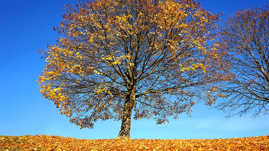 autumn, tree, fall, landscape, park, forest, nature, foliage HD wallpaper