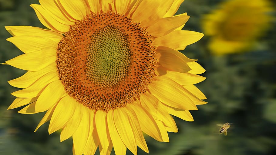 sunflower, plants, summer, bee, yellow, flora, nature, field HD wallpaper