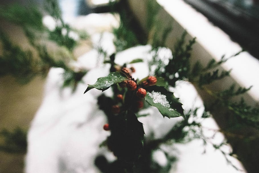 shallow focus photography of red and green plant, green leaf plant HD wallpaper