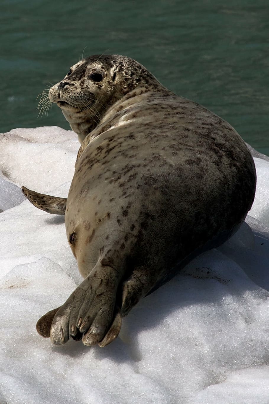 harbor seal, ice, looking, coast, alaska, kenai fjords national park, HD wallpaper