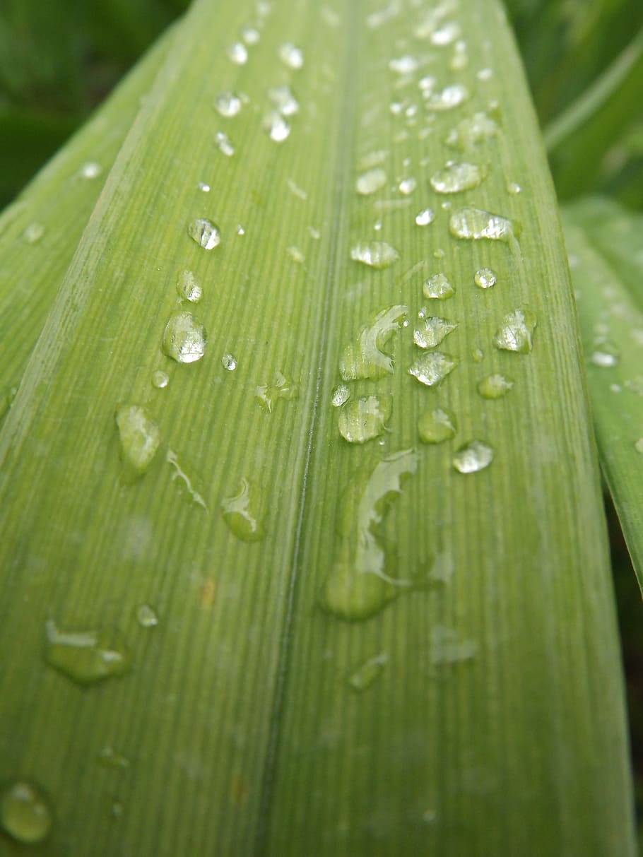 dew, foliage, nature, drop, green color, leaf, close-up, plant part HD wallpaper