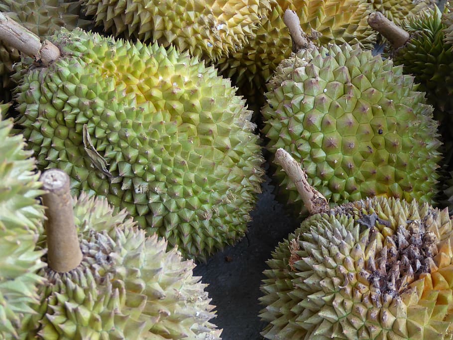 durian, java, indonesia, fruit, food, asia, green color, no people HD wallpaper