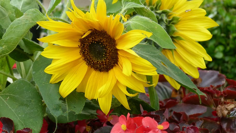 sunflower, flowers, yellow, flowering plant, petal, fragility HD wallpaper