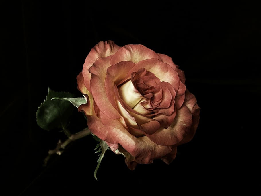 rose, flower, bloom, soft, rose - Flower, nature, petal, red HD wallpaper