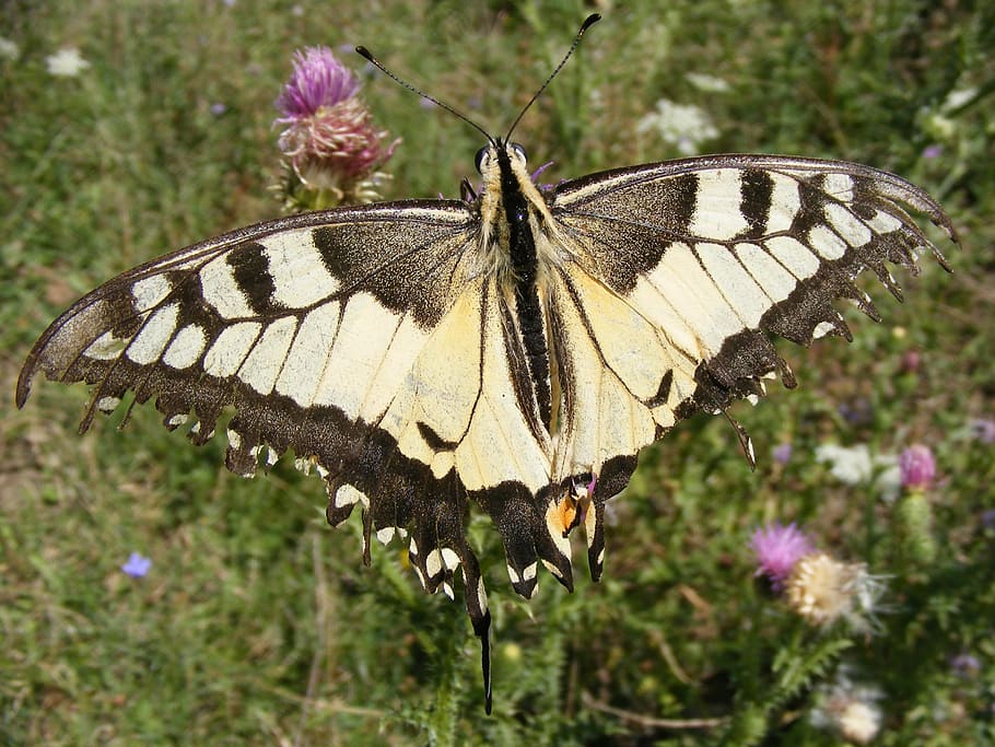 dovetail, butterfly, insecta, grass, flower, green, nature HD wallpaper