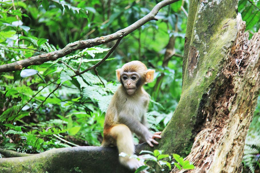 zhangjiajie, monkey, trees, primate, animal themes, animals in the wild HD wallpaper