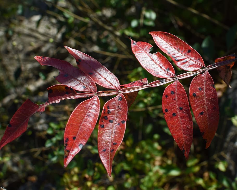 winged sumac, foliage, tree, plant, nature, autumn, fall, red HD wallpaper