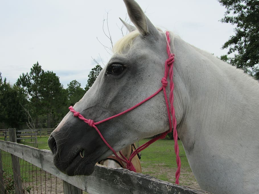 Horse, Gray, Black, White, Portrait, one animal, domestic animals HD wallpaper