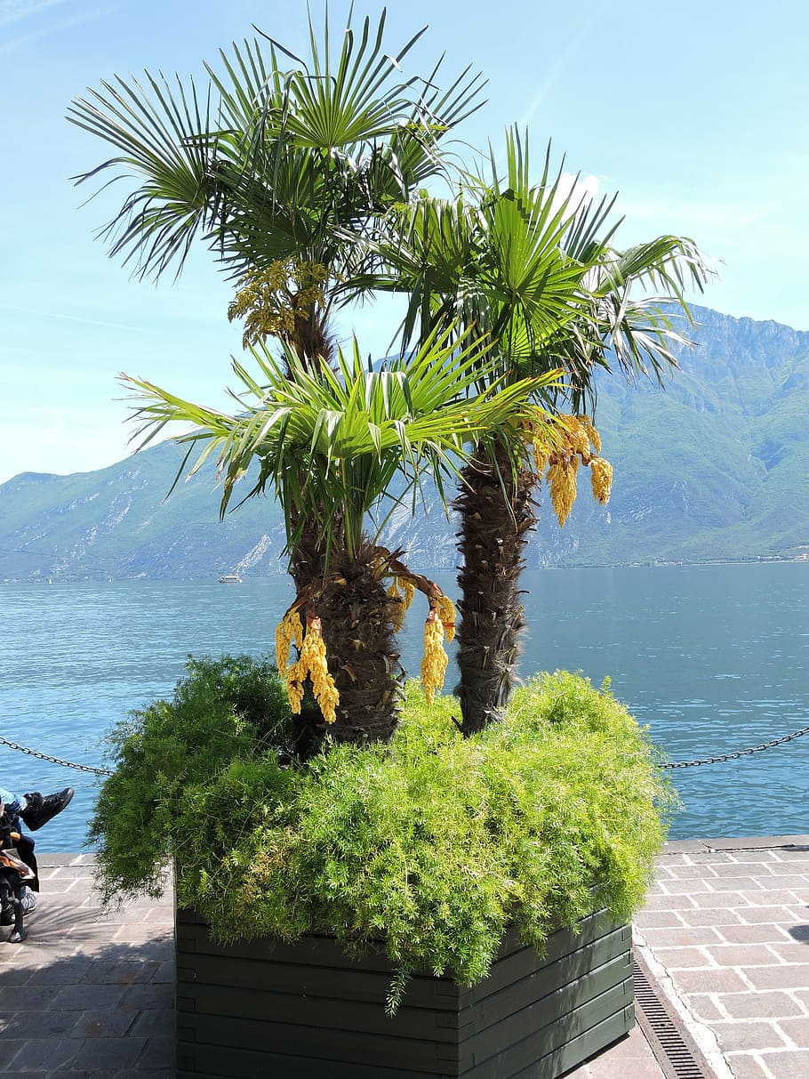 palma, lake, mountain, tree, lake Maggiore, stresa, borromean Islands HD wallpaper