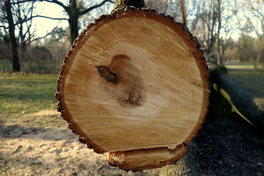 tree, trunk, jars, forest, the bark, nature, wood, rings of a tree HD wallpaper