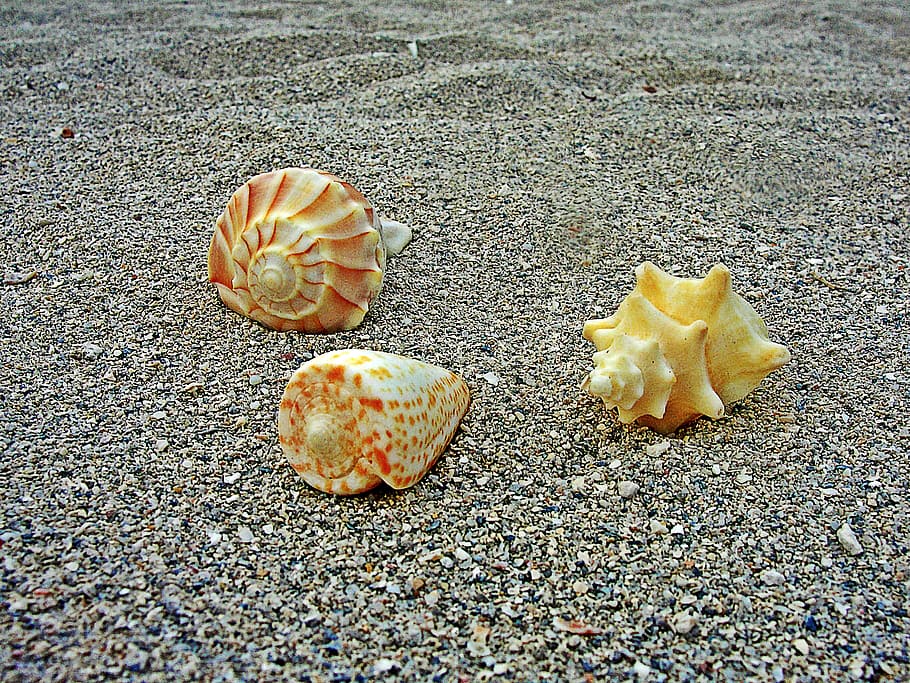 sea shells, beach sand, land, no people, day, nature, high angle view HD wallpaper