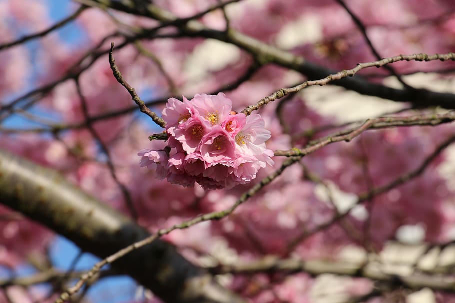 Cherry, Nature, Spring, Leaf, pink color, flower, growth, fragility HD wallpaper