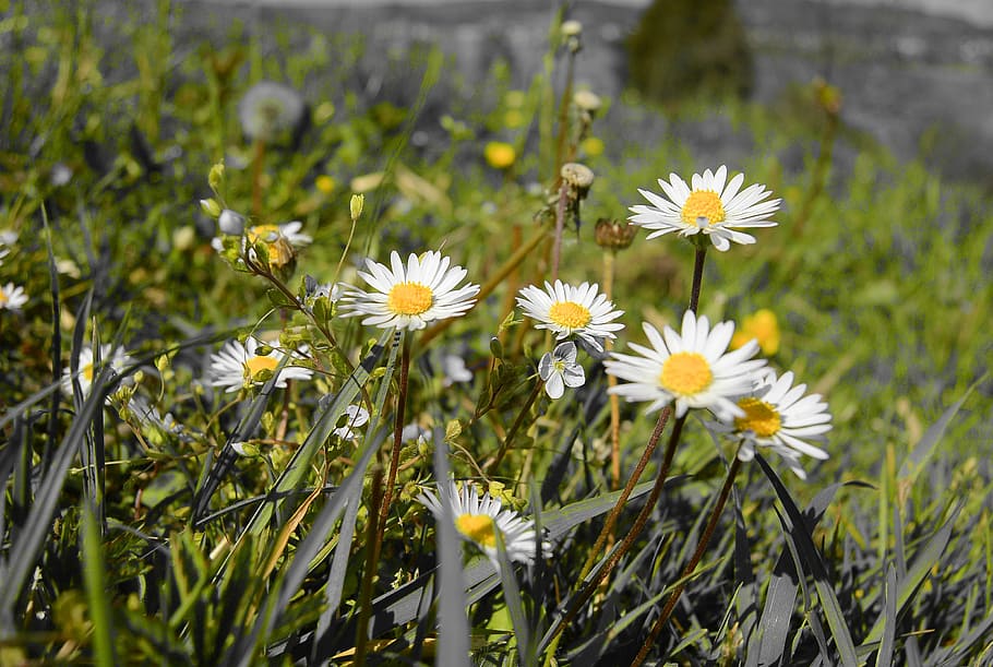 daisy, daisies, close, spring, meadow, bloom, wildflowers, flora HD wallpaper