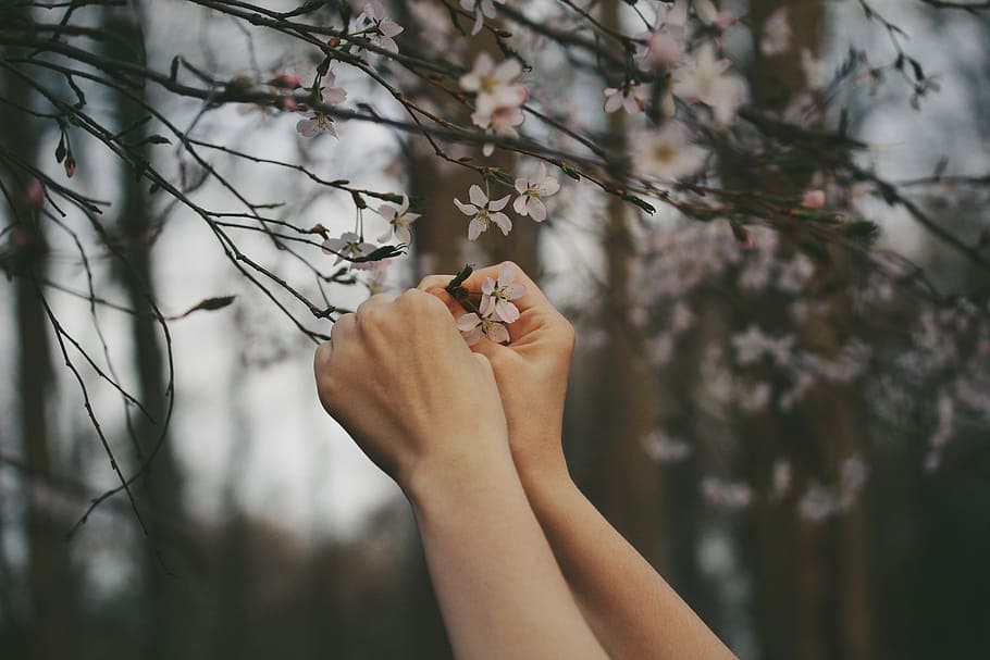 person picking cherry blossom flowers, person holding white petaled flower, HD wallpaper