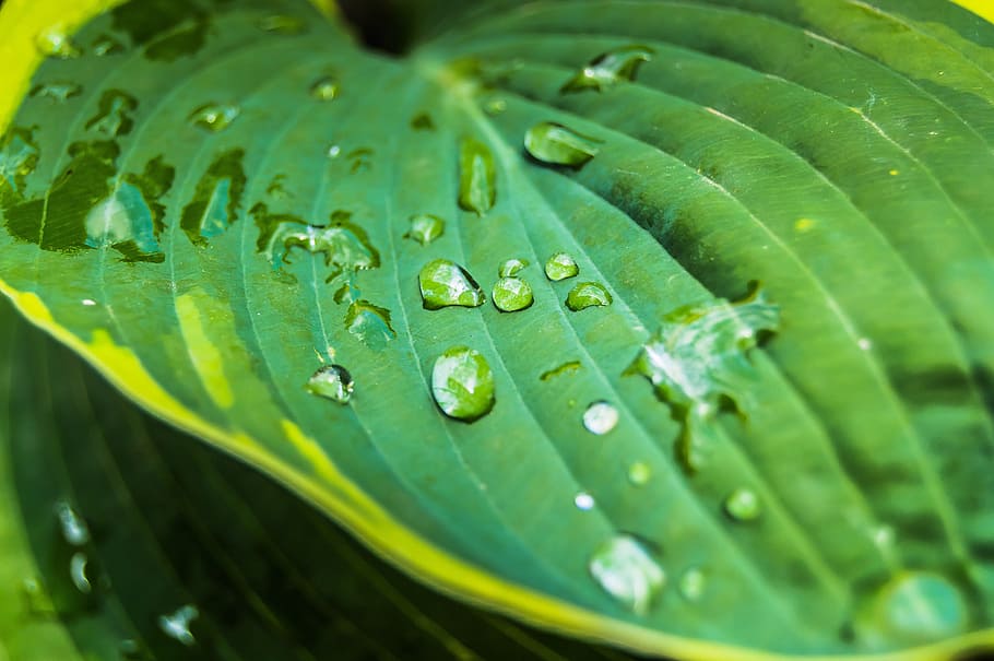 flora, nature, leaf, drop, growth, green color, wet, water HD wallpaper