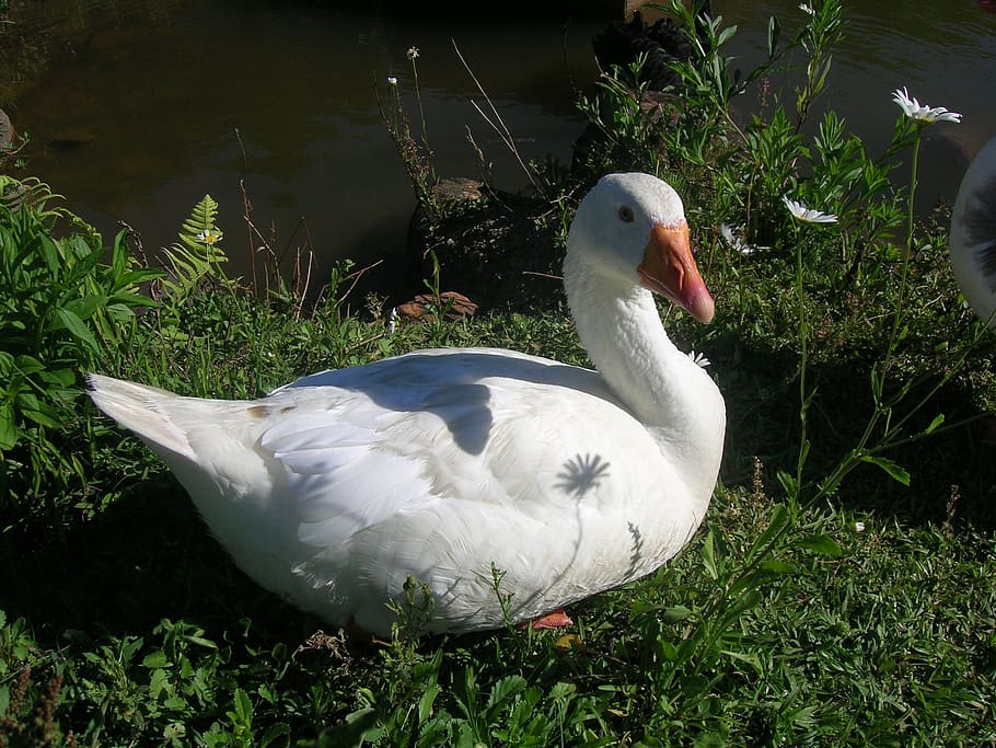 duck, nature, grass, bird, animal themes, vertebrate, animals in the wild HD wallpaper