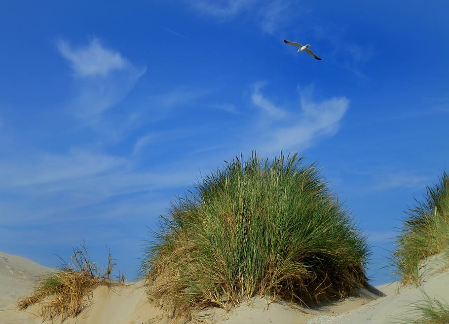 green leafed grass on desert, dunes, dune grass, sky, clouds HD wallpaper