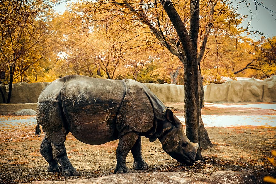 gray rhinoceros, nature, animal, wild, wildlife, africa, mammal, HD wallpaper