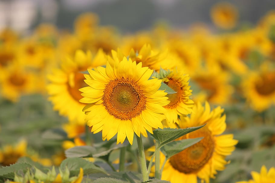 flower, sun flower, punjab, summer, yellow, green, spring, nature HD wallpaper