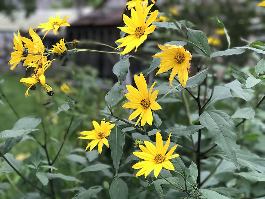 flowers, pattern, floral, flowering plant, yellow, freshness HD wallpaper