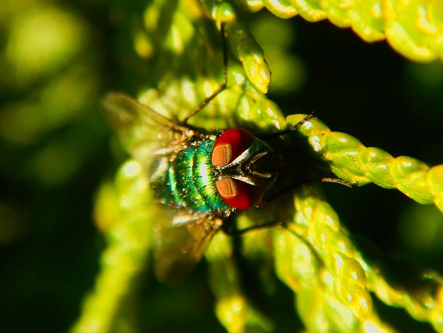 fly, macro, green, insect, close, nature, leaf, compound eyes HD wallpaper