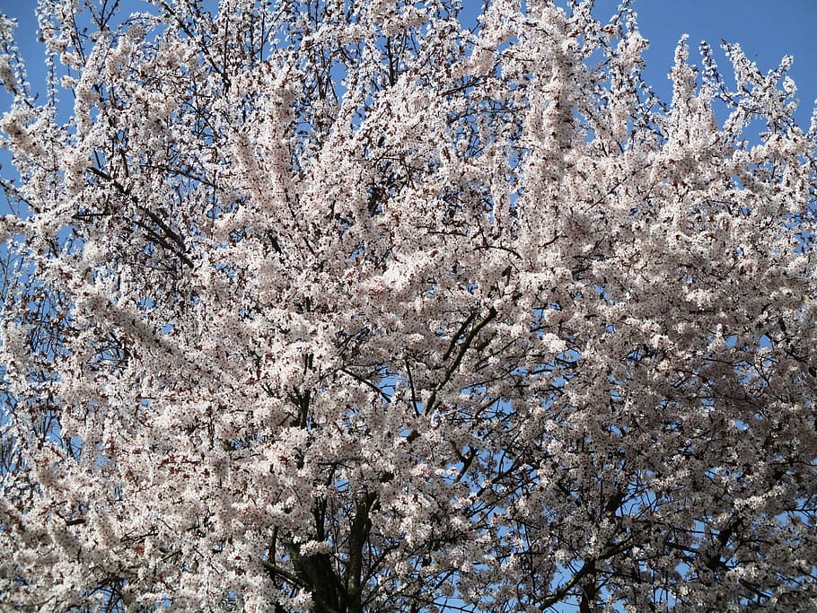 Tree, Cherry, Flowers, Beautiful, Spring, nature, day, no people HD wallpaper