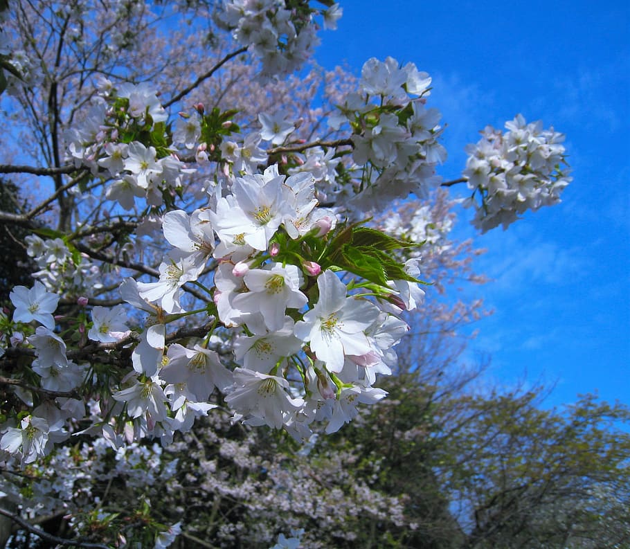 Cherry, Cherry, Cherry Blossoms, Tree, Pink, pale pink, wild cherry HD wallpaper