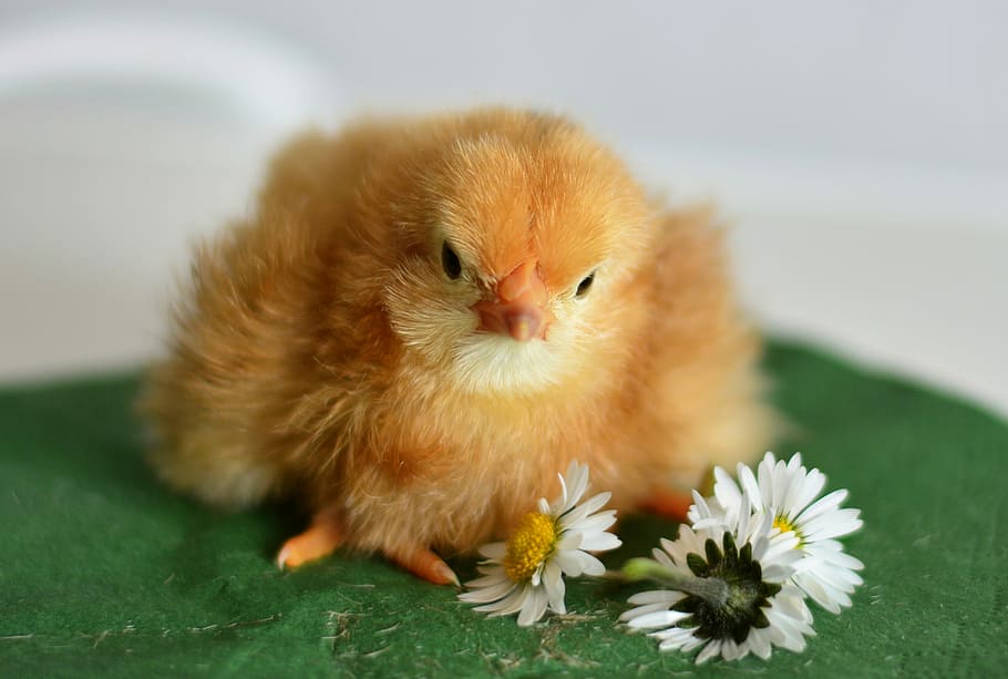 white chick beside white Daisy flower, chicks, young animal HD wallpaper