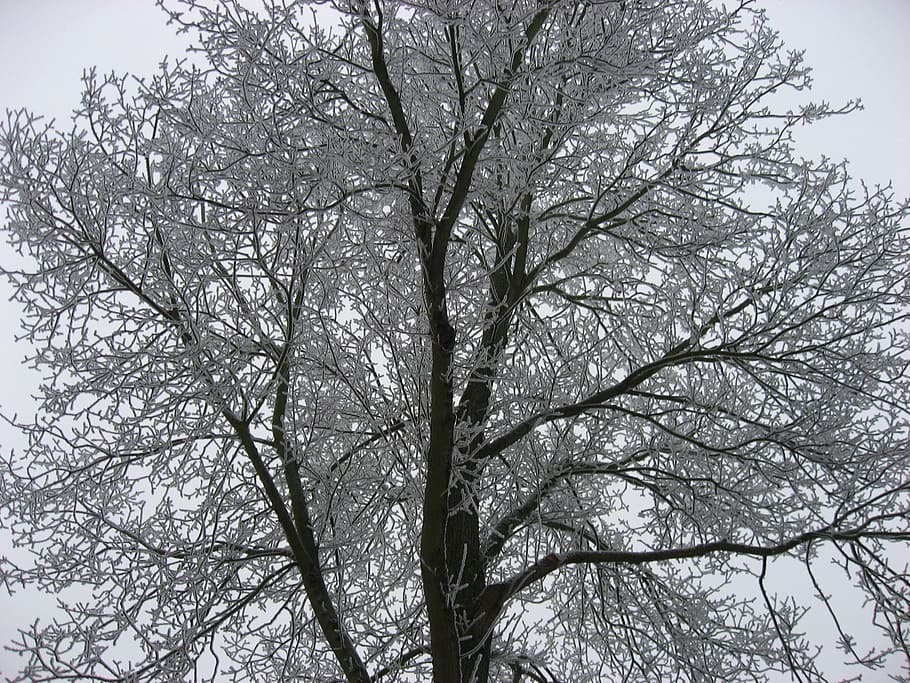 winter, snow, nature, tree, branch, plant, bare tree, low angle view HD wallpaper