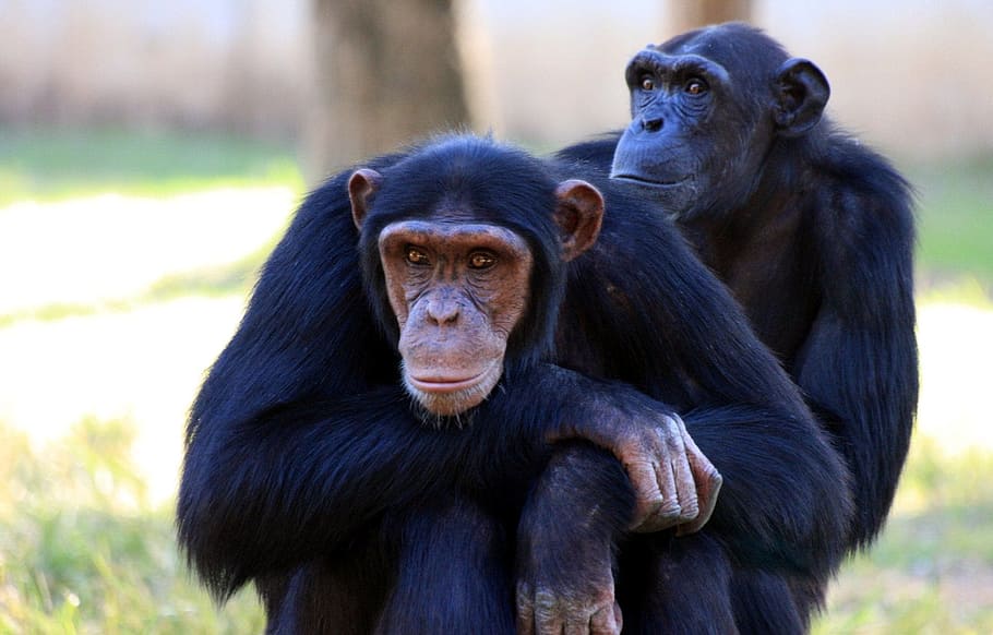 two black chimpanzee photo, monkey, apes, sitting, wildlife, mammal