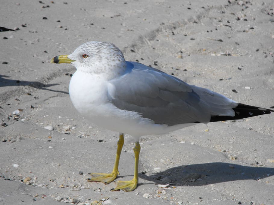 Ring Billed Gull, Bird, Fly, Wings, feather, wildlife, beak HD wallpaper