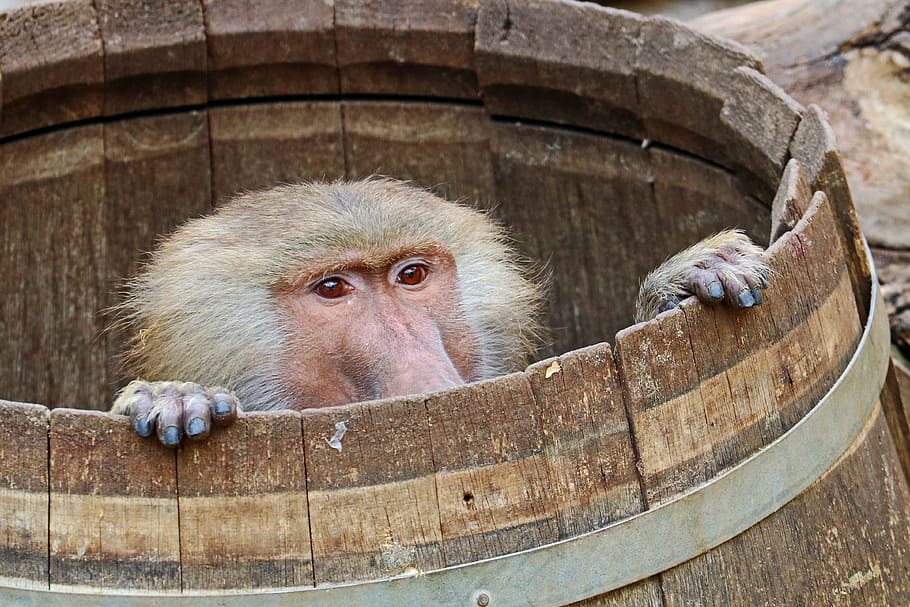 monkey inside wooden barrel during daytime, Baboon, Zoo, Animal