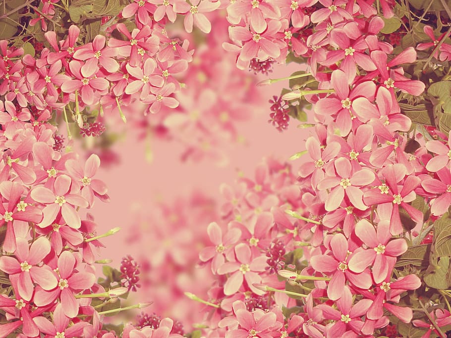 close-up photography of pink 5-petaled flowers in bloom, close up HD wallpaper