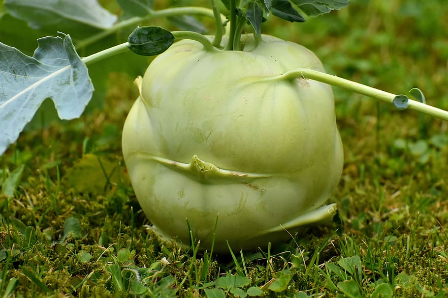 close-up photo of vegetable on ground, kohlrabi, vegetables, food, HD wallpaper